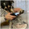 eng pl Dog cat nail clipper Purlov 24739 17968 13